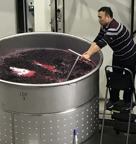 Jason hand plunging the ferment