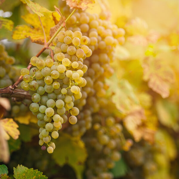 Premium Hunter Valley Pecorino