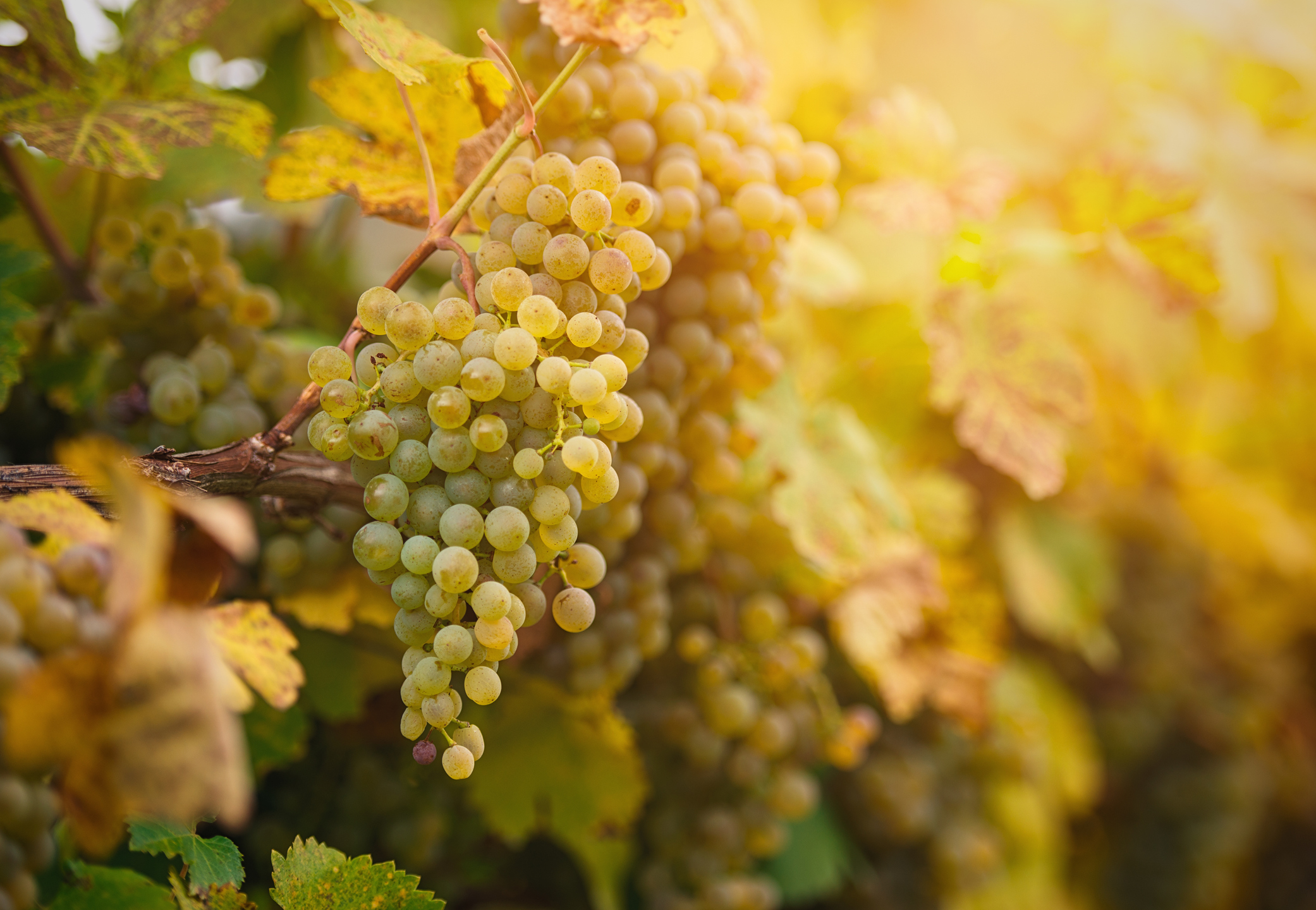 Q&A with Mike De Iuliis | Talking all things pecorino