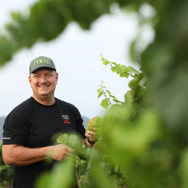 Winemaker Mike De Iuliis handpicking chardonnay off the Steven vineyard