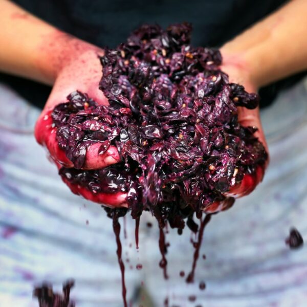 Talga Road Shiraz being pressed in the winery