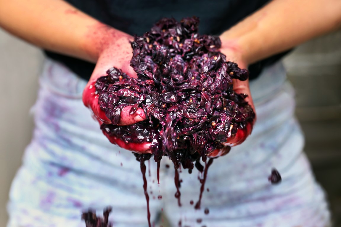 Portuguese grape’s passionate fan base grows in the Hunter Valley