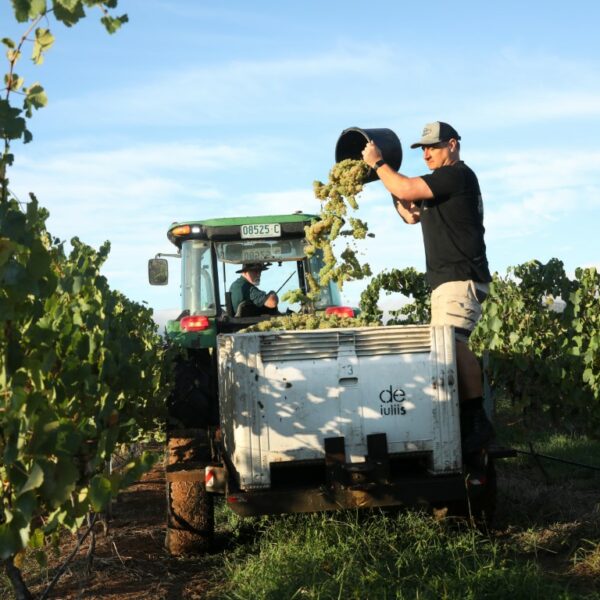 Hunter Valley Winemaker Mike De Iuliis handing semillon grapes on the family vineyard during harvest